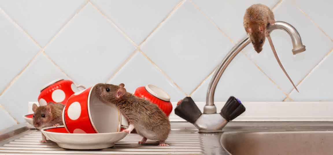 Rats in kitchen sink