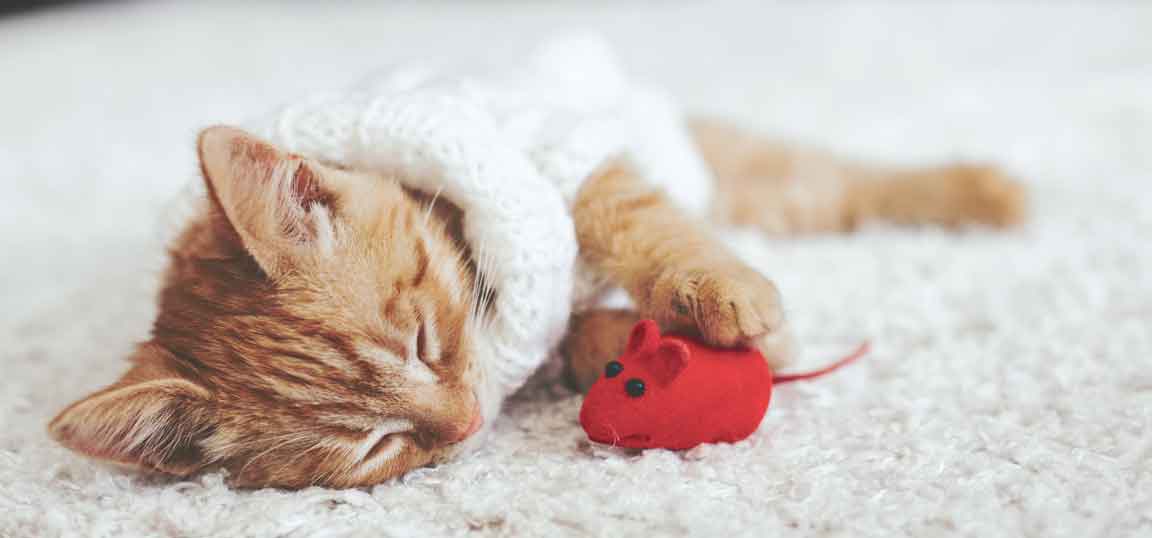 Kitten playing with red mouse