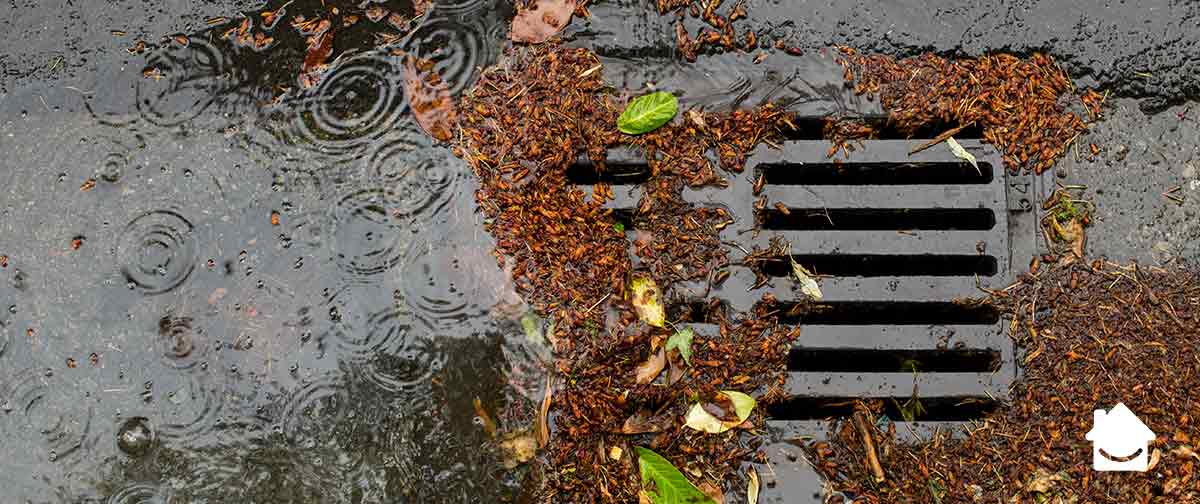 Clear your drains from leaves and debris