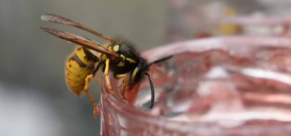 wasp on a glass eating jam